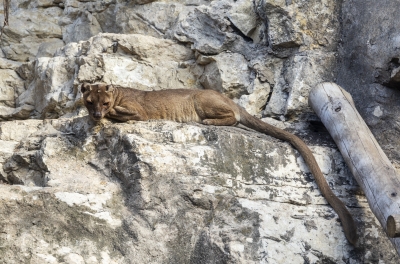 SA Zoo Fossa 2025